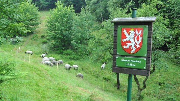 Ovce na louce v Lukov