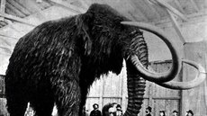 Mamut srstnatý, kterého objevili v roce 1903 na Sibii