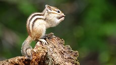 Burunduk páskovaný (Tamias sibiricus) 