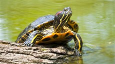 elva nádherná (Trachemys skripta)