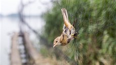 Výzkum a kroukování pták u rybníka eabinec u Raic provádjí ornitologové z...