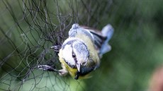 Výzkum a kroukování pták u rybníka eabinec u Raic provádjí ornitologové z...