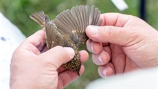 Výzkum a kroukování pták u rybníka eabinec u Raic provádjí ornitologové z...