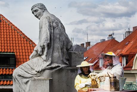 Magistrát sklízel vlastní med. Úly jsou pímo na stee budovy magistrátu.