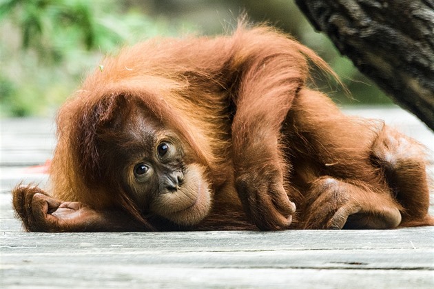 Koronavirus může zabíjet také opice, gorilám či orangutanům hrozí nebezpečí