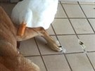 George klidn snese, kdy se kachna rozvaluje pes jeho nohu.