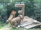 Lvi z liberecké Zoo slavili tetí narozeniny