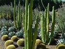 ást zahrady s kaktusy