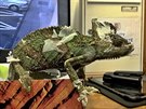 Chameleon, který se dostal oknem do lonice domu v Opav-Kateinkách.