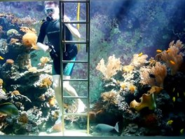 Akvárium využívá přirozené sluneční světlo, díky kterému udržuje korály naživu....