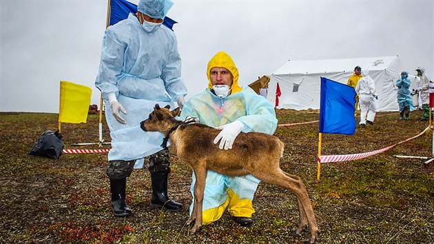 Testovn sibiskch sob na ptomnost antraxu  (7. srpna 2016)