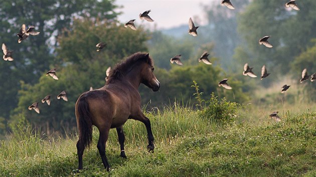 Na pastviny spásané u Milovic divokými koňmi a dalšími velkými kopytníky se díky nim vracejí hejna ptáků. 