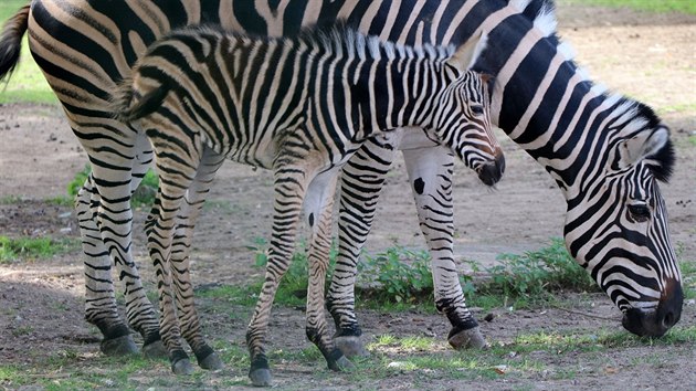 Zoologick zahrada Plze pedstavila ve tvrtek mld zebry, kobylka se jmenuje Cabiri. (11. srpna 2016)