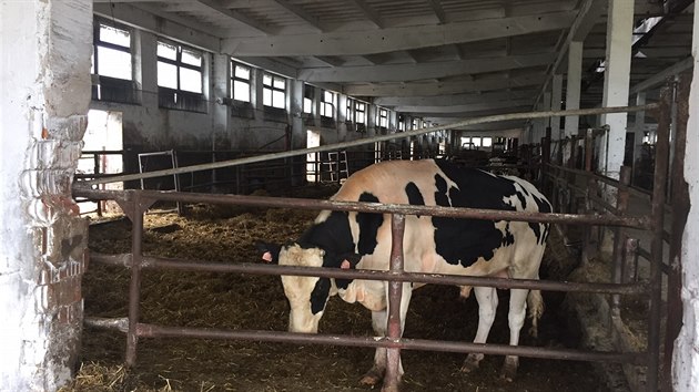 V obci Sokole na Nymbursku zabil bk devtapadestiletho oetovatele, pitlail ho k hrazen (10.8.2016)