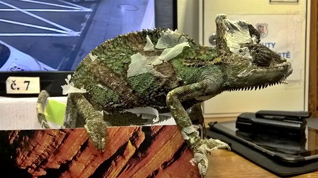 Chameleon, kter se dostal oknem do lonice domu v Opav-Kateinkch.