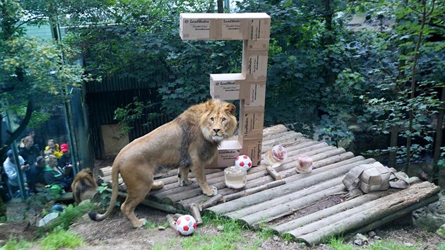 Lvi berbert Terry a Basty slav narozeniny v libereck zoo.