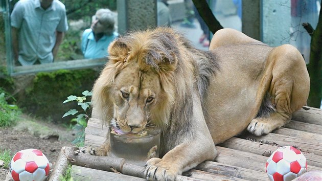 Lvi berbert Terry a Basty slav narozeniny v libereck zoo.