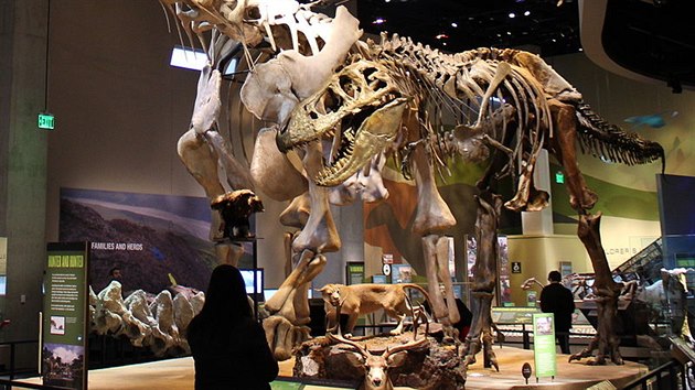 Zlatým hebem expozice Perotova muzea je obí kostra alamosaura, vedle které...