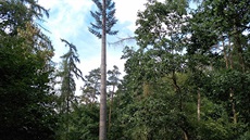 Maskované antény mobilních operátor�