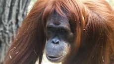 Orangutan Mawar (na snímku) má v Pagym najít nového partnera. 