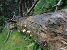Jedním ze znak pvodního krkonoského lesa je schopnost pirozené obnovy....