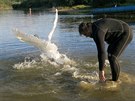 Vyputn labut zpt na vodu (23. srpna 2016)