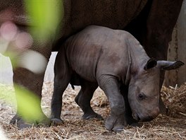 NOSOROE. Týden staré mlád nosoroce bílého je k vidní v safari poblí...
