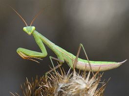 Krasavice na lovu (nymfa kudlanky nábo�né p�ed posledním svlekem, Pálava 2016).