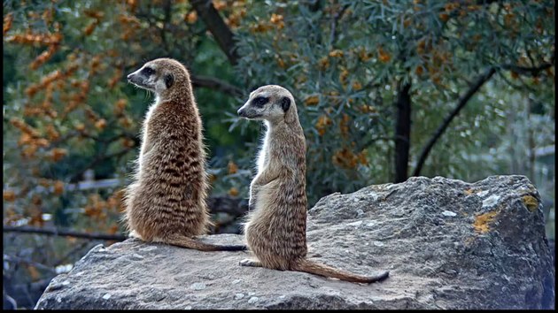 Za dobu hldky surikata ztrat a ti procenta sv hmotnosti.