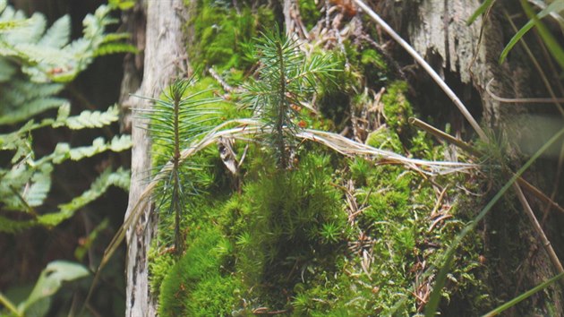 Jedním ze znaků původního krkonošského lesa je schopnost přirozené obnovy. Stromky vyrůstají přímo z rozkládajících se kmenů.
