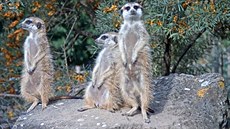 Surikaty v zoo nemusejí v�novat celé dny hledání potravy, tak�e hlídkují i...