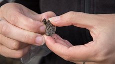 Snímky z druhé dohledávky mincí u Chýt na Pardubicku. U  první nález byl...