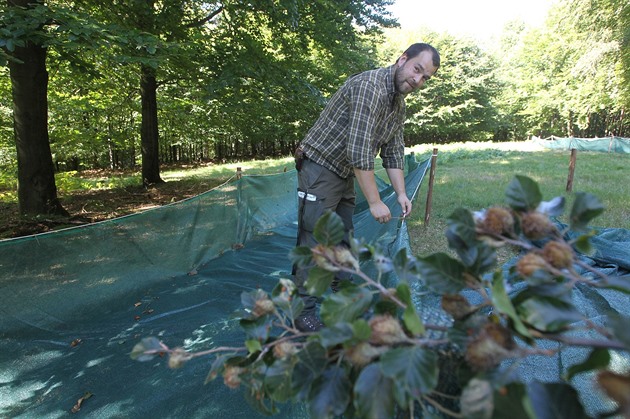 Z jednoho buku má být letos a ti sta kilo bukvic.