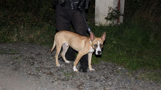 Dva psi v zuboenm stavu pivzal majitel ke stromu a u se nevrtil. Hled ho policie (31.8.2016).