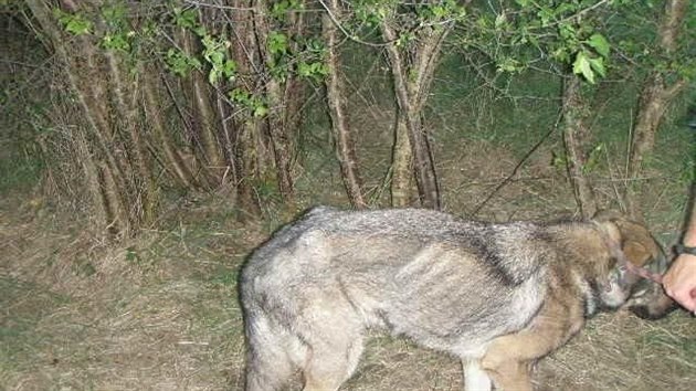 Dva psi v zuboenm stavu pivzal majitel ke stromu a u se nevrtil. Hled ho policie (31.8.2016).
