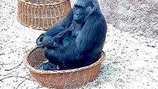 Gorilí samice Kamba a malý Ajabu