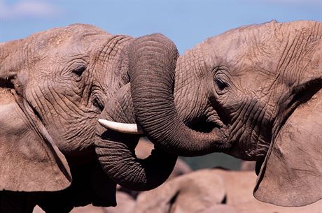Sloni v Africe vymírají. Me za to vysoká poptávka po slonovin.