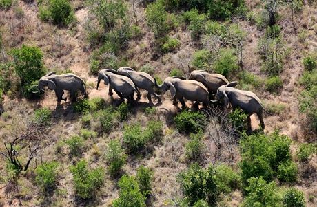 V Africe ije podle poslednch przkum asi 350 tisc slon.