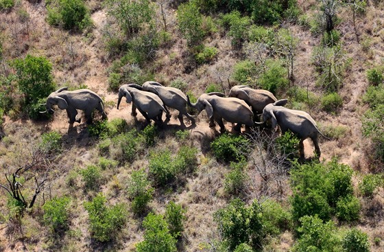 V Africe žije podle posledních průzkumů asi 350 tisíc slonů.