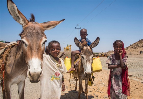 Osli slouží v Africe jako nosiči. Snímek byl pořízen v Eritreji (18. dubna...