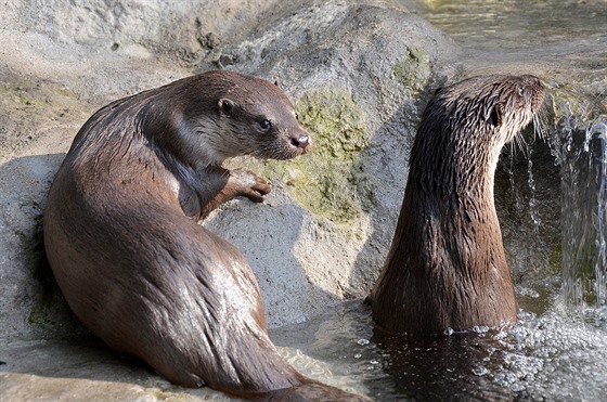 Vydry v dínské zoo.