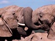 Sloni v Africe vymraj. Me za to vysok poptvka po slonovin.