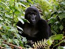 Gorila východní v ugandském národním parku. Populace největšího primáta se...