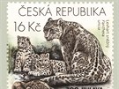 Jihlavská zoo se proslavila napíklad chovem levhart snných.