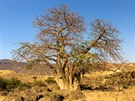 Baobab na okraji wádí Hinna