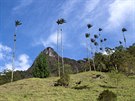 Valle del Cocora je povstné svými palmami.