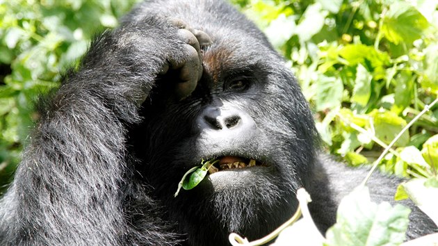 Gorila vchodn v konskm nrodnm parku. Populace nejvtho primta se stala kriticky ohroenou. (3. kvtna 2014)