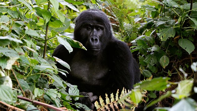 Gorila východní v ugandském národním parku. Populace největšího primáta se stala kriticky ohroženou. (24. května 2013)