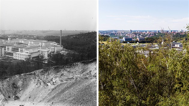 Zjevn je nejen rozen arelu, ale tak hojn bujen flry na pvodn nepli zarostlch svazch Kunraticko-michelskho lesa, nkdy nesprvn nazvanho jako Krsk les.