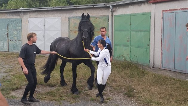 Uprchl kon policist zahnali mezi gare, kde si je majitel odchytili (4. z 2016).